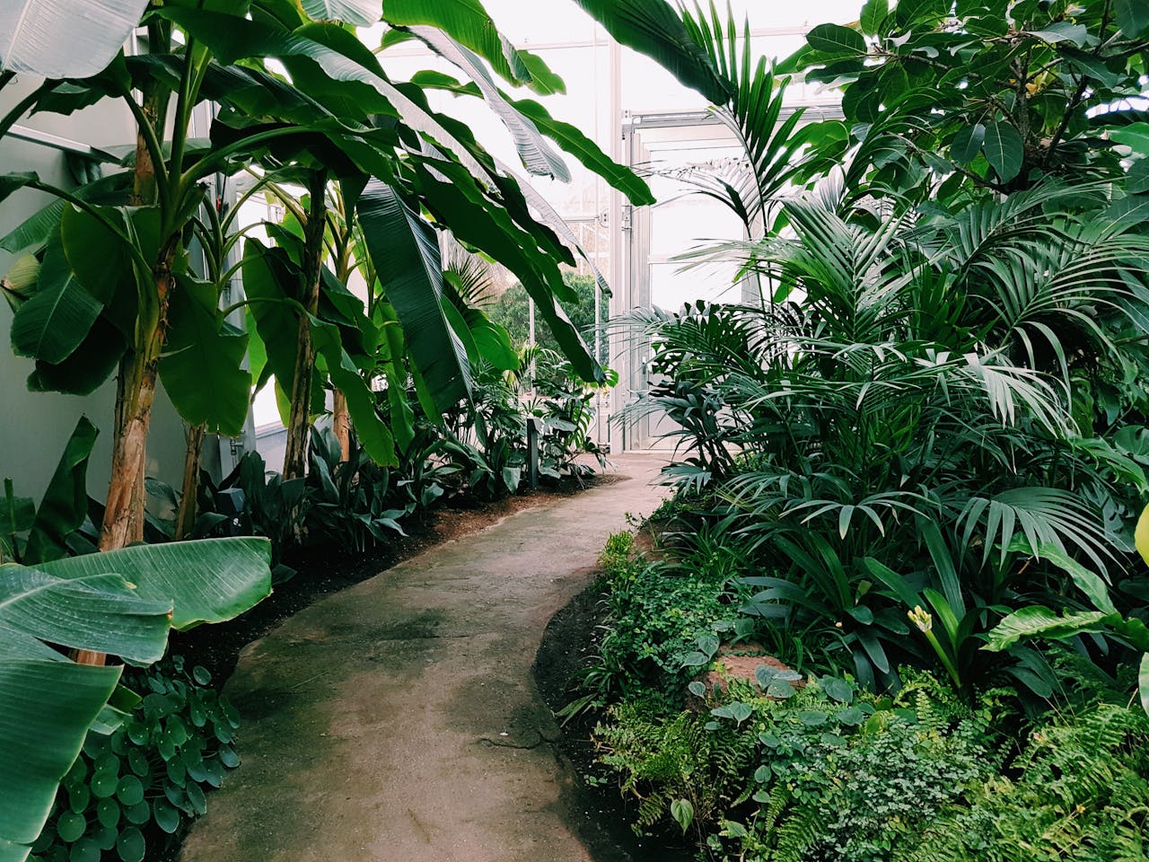 about-06 Explore the vibrant tropical plants lining this greenhouse pathway in Berlin.