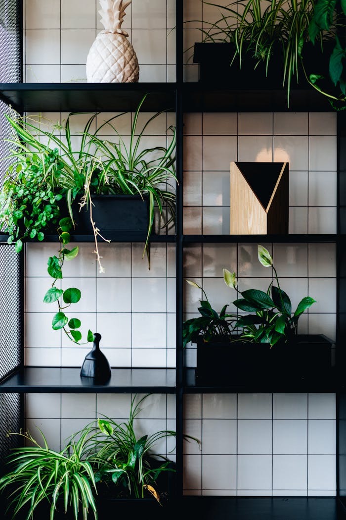 Stylish indoor shelves adorned with lush green plants and modern decor items.