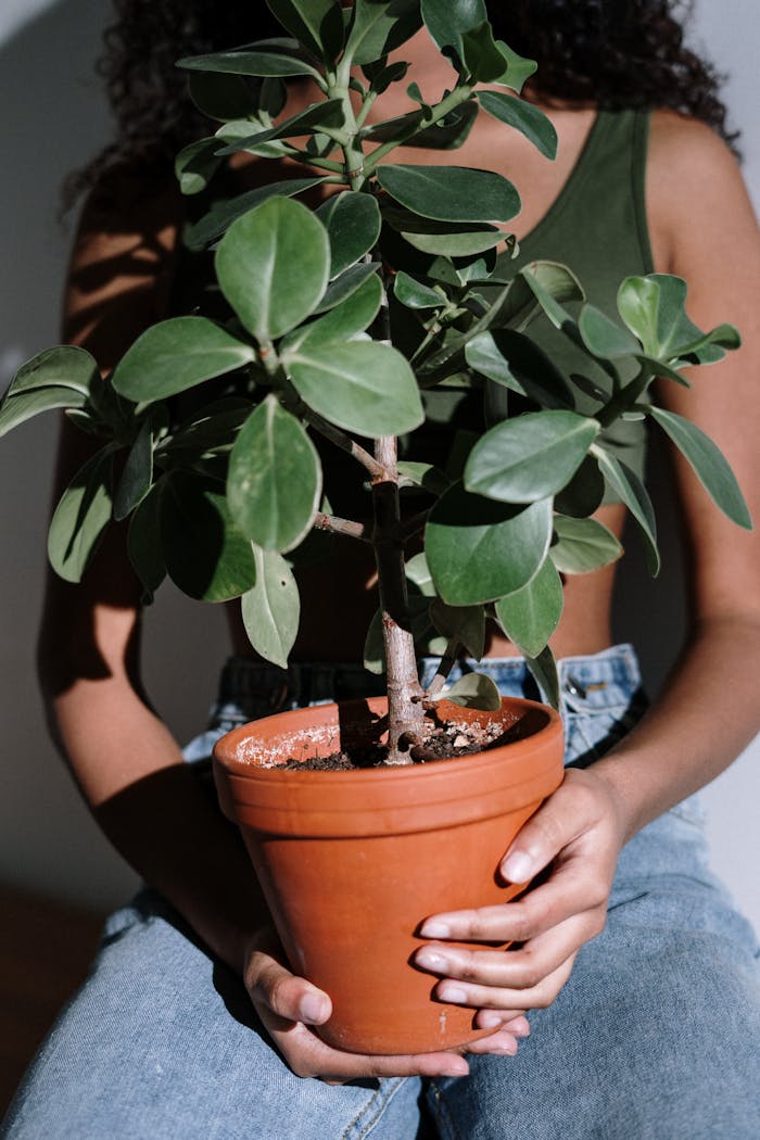 A woman sits indoors holding a lush green potted houseplant, showcasing indoor decor inspiration.