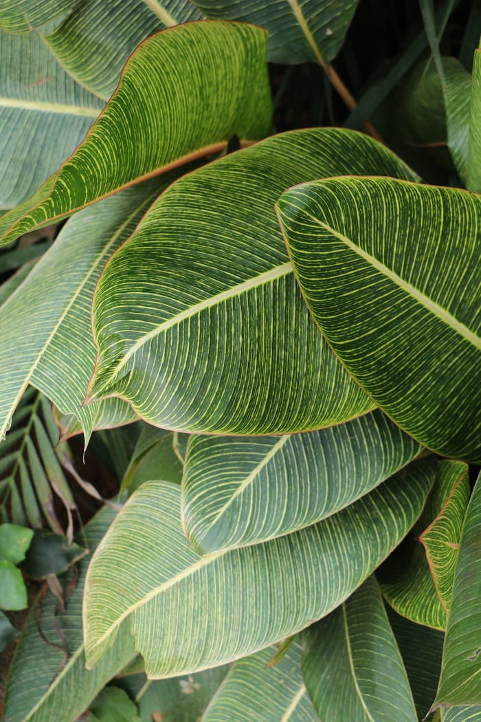 Close-up of lush green tropical foliage featuring striped leaves, showcasing nature's intricate patterns.